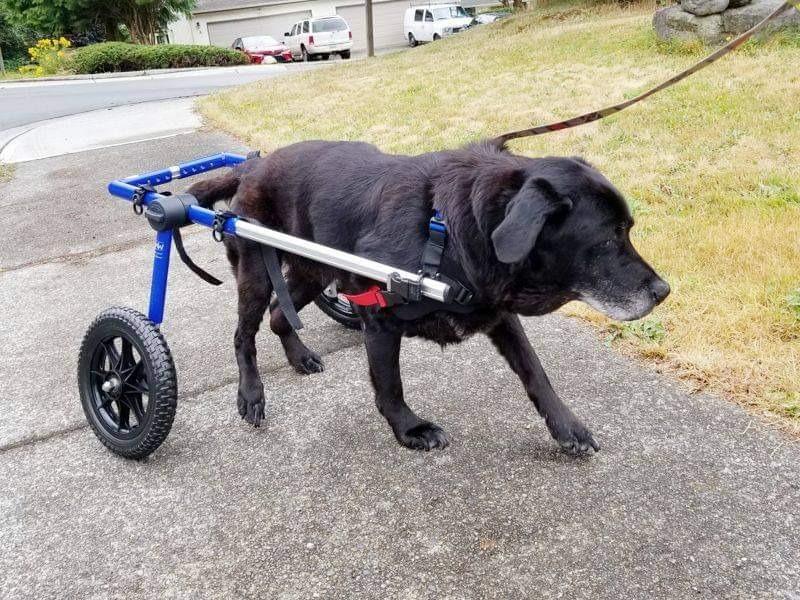 Walkin' Wheels Dog Wheelchair - for Large Dogs 70-180 Pounds - Veterinarian Approved - Dog Wheelchair for Back Legs customer photo 2