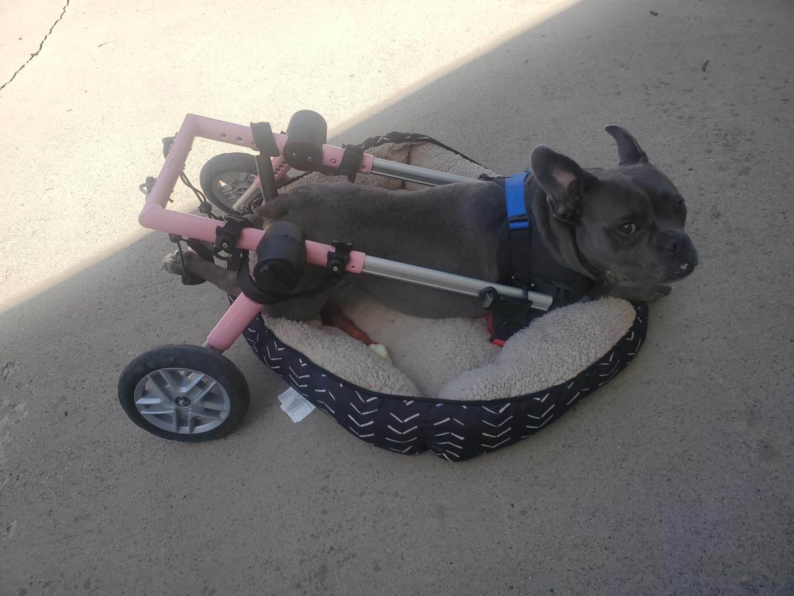 Walkin' Wheels Dog Wheelchair - for Medium Dogs 26-49 lbs - Veterinarian Approved - Dog Wheelchair for Back Legs customer photo 1