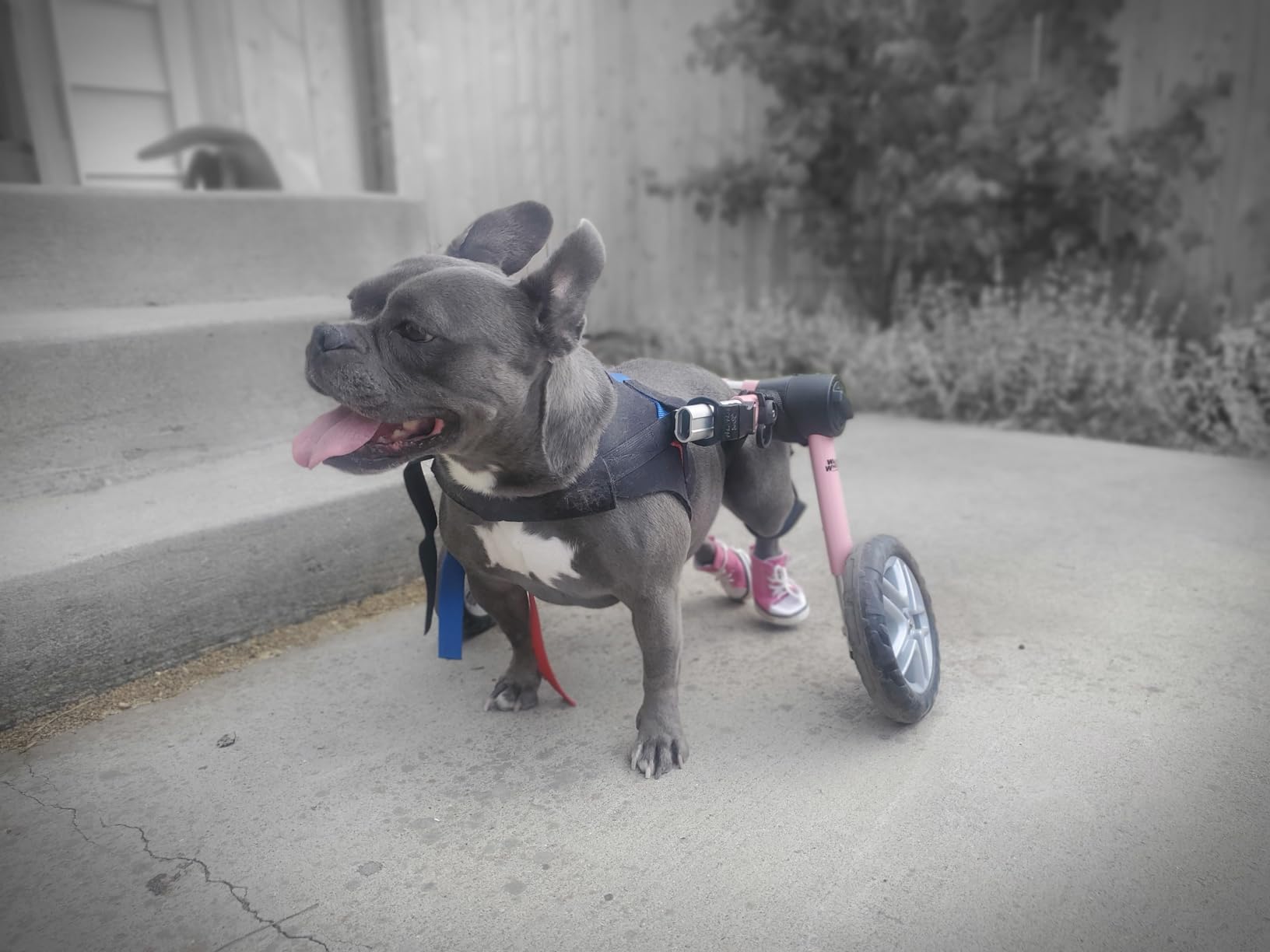 Walkin' Wheels Dog Wheelchair - for Medium Dogs 26-49 lbs - Veterinarian Approved - Dog Wheelchair for Back Legs customer photo 2