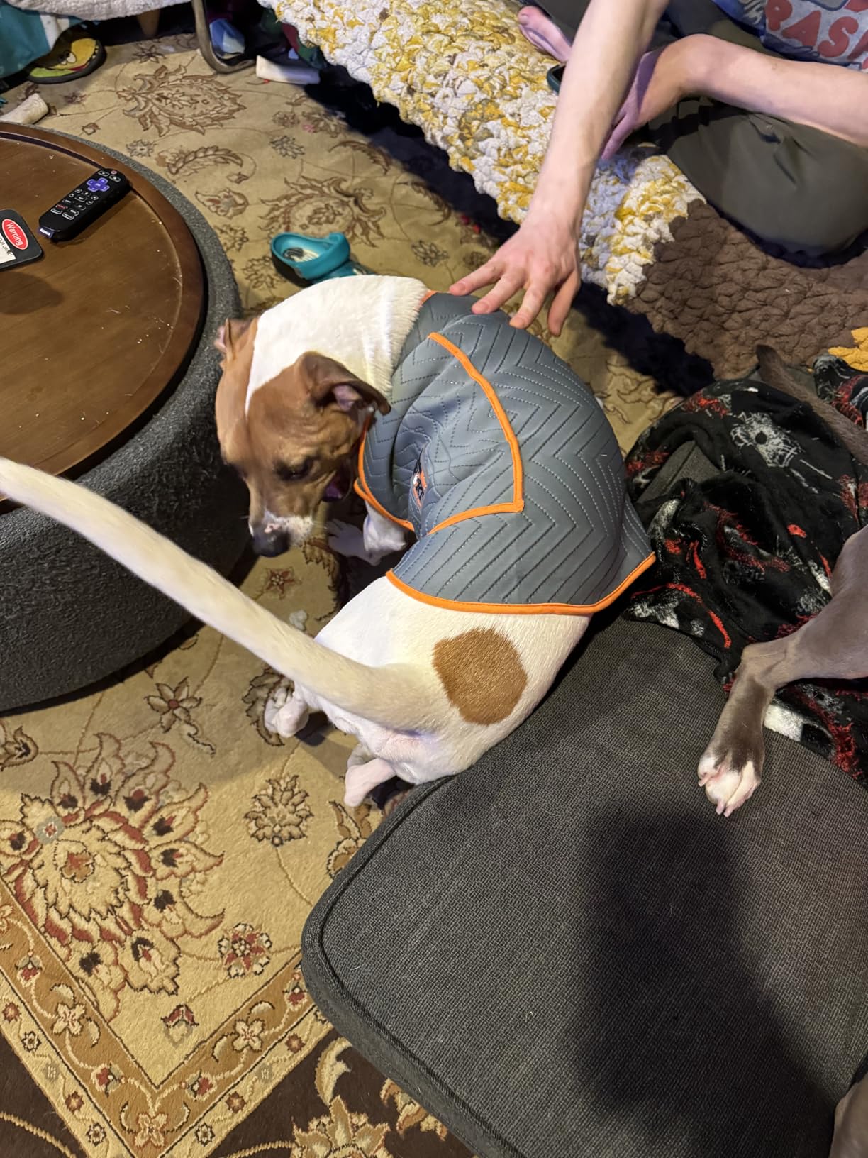 ThunderShirt for Dogs, Small, Fuchsia Sport - Dog Anxiety Relief Calming Vest customer photo 1