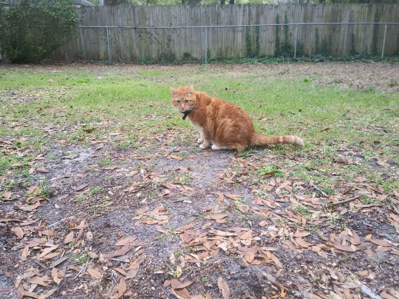 PetSafe Stay & Play Wireless Fence with Replaceable Battery Collar - Circular Boundary Covers Up to 3/4 Acre customer photo 1