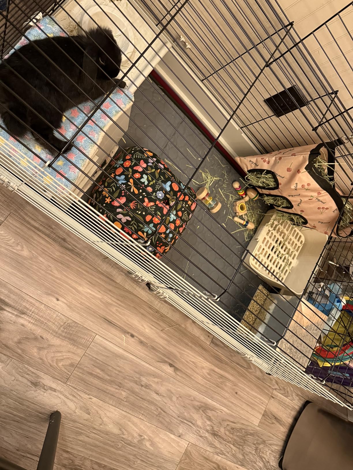 MidWest Homes for Pets 158 Wabbitat Deluxe Rabbit Home, Rabbit Cage, 39.5 L x 23.75 W x 19.75 H Inch, Maroon/White customer photo 1