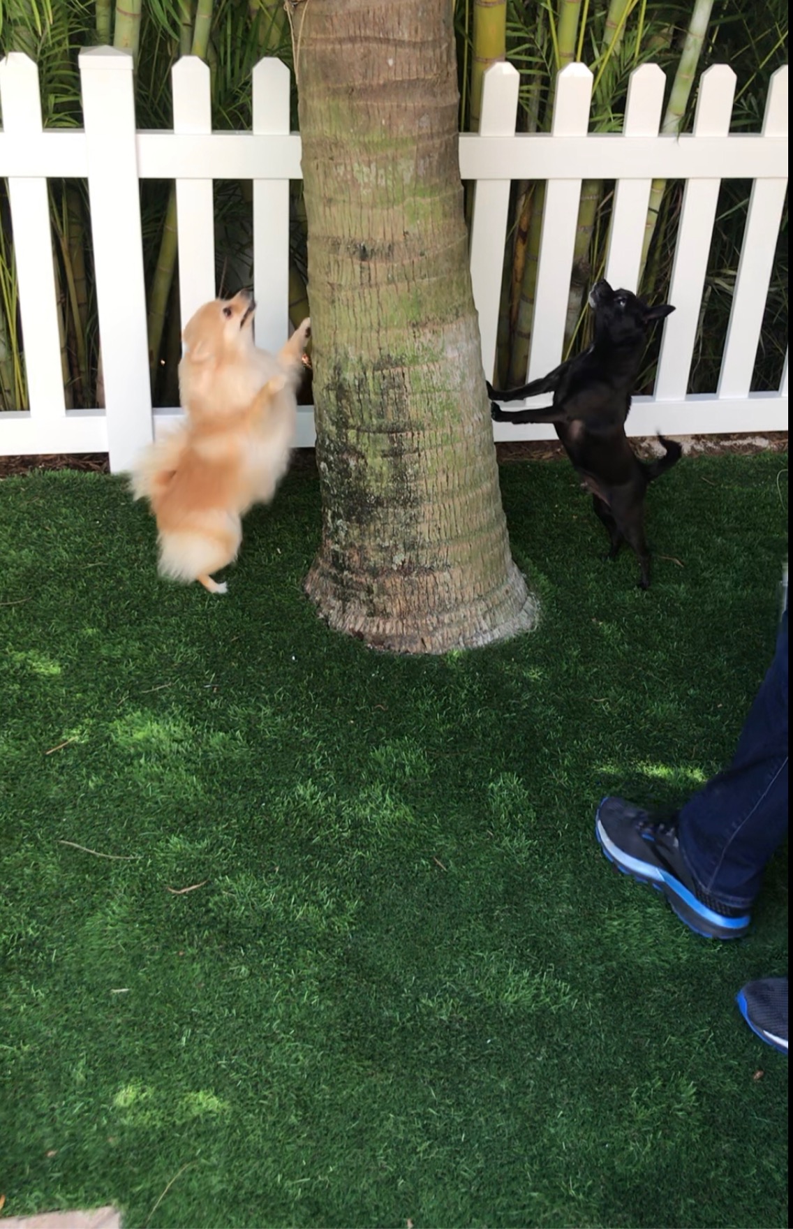 CLEANRTH CIN009 Industrial Electronic Pest Repelling System - Demands Insects, Bats, and Rodents to Flee customer photo 1