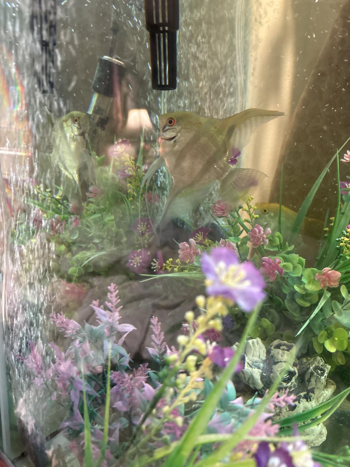 Uniclife Aquarium Air Pump Dual Outlet Fish Tank Aerator with Accessories for 5-200 Gallon Tank customer photo 1