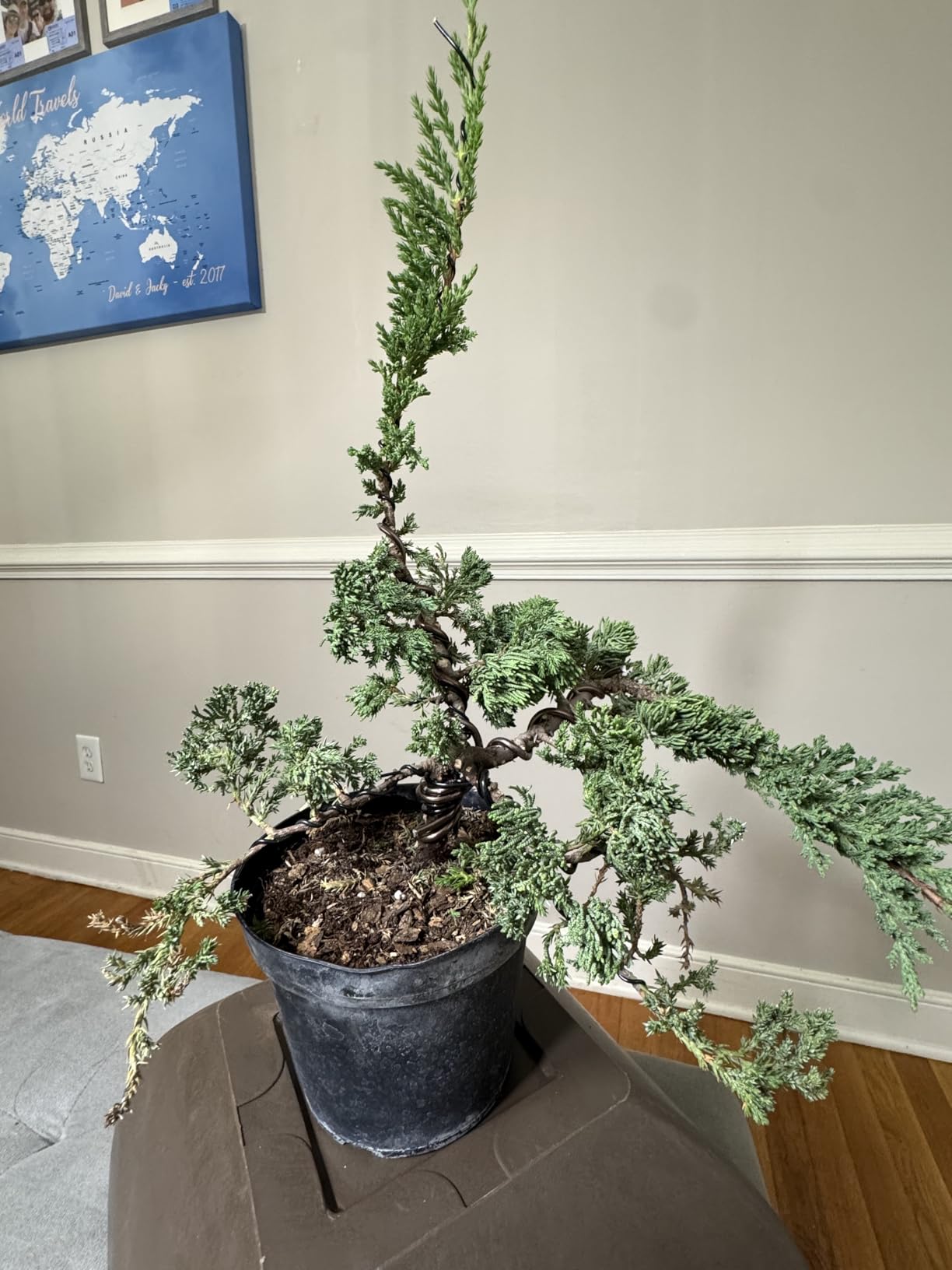 Anodized Aluminum Bonsai Training Wire 5-Size Starter Set with Canvas Bag - 1.0mm, 1.5mm, 2.0mm, 2.5mm, 3.0mm (147 feet total) - Choose Your Color (5 Sizes, Black) customer photo 1