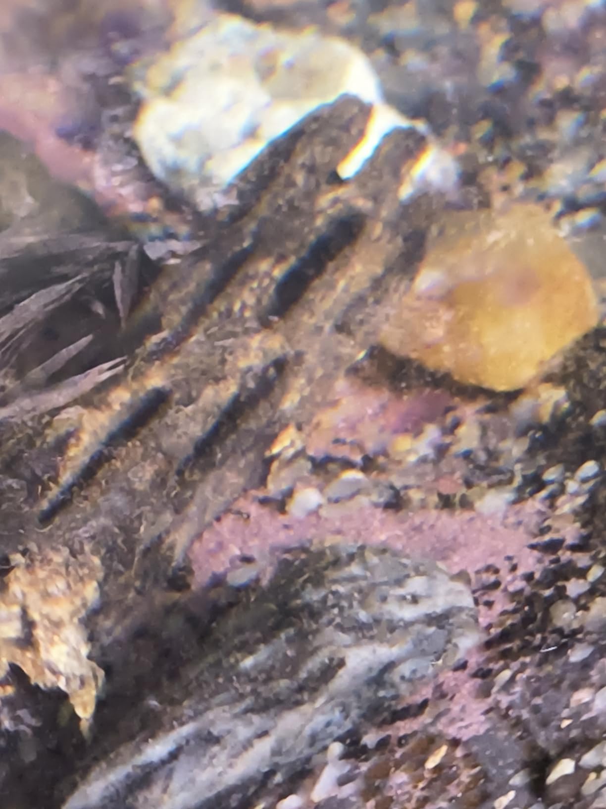 SunGrow Cholla Wood, 6