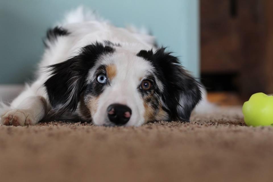 HP Products 9880 Dirt Devil Central Vacuum System customer photo 1