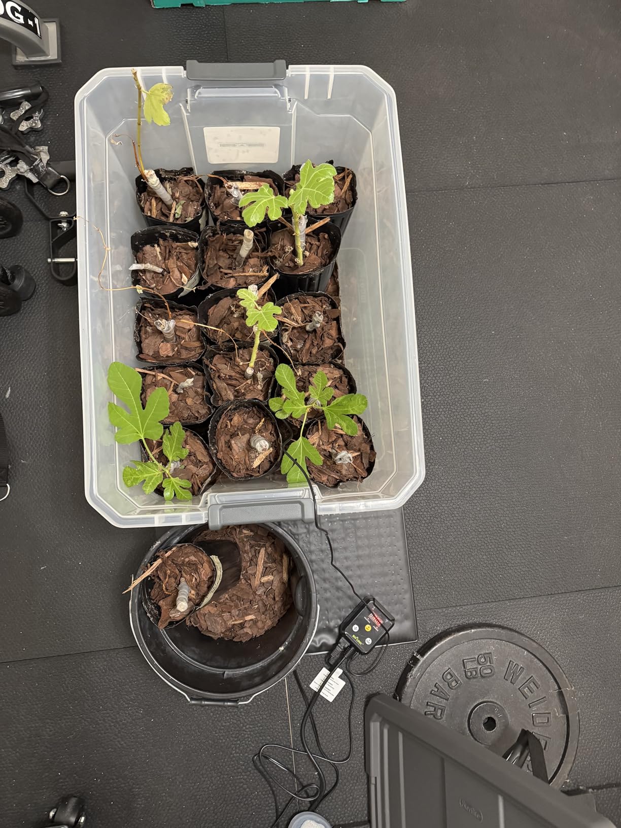 BN-LINK Reptile Thermostat Temperature Controller, Digital Heat Mat Thermostat for Seed Starting, Plant Germination, Greenhouse, Incubator, Brooder, Brewing, Reptiles Tank,40-108°F, 1000W, ETL Listed customer photo 2