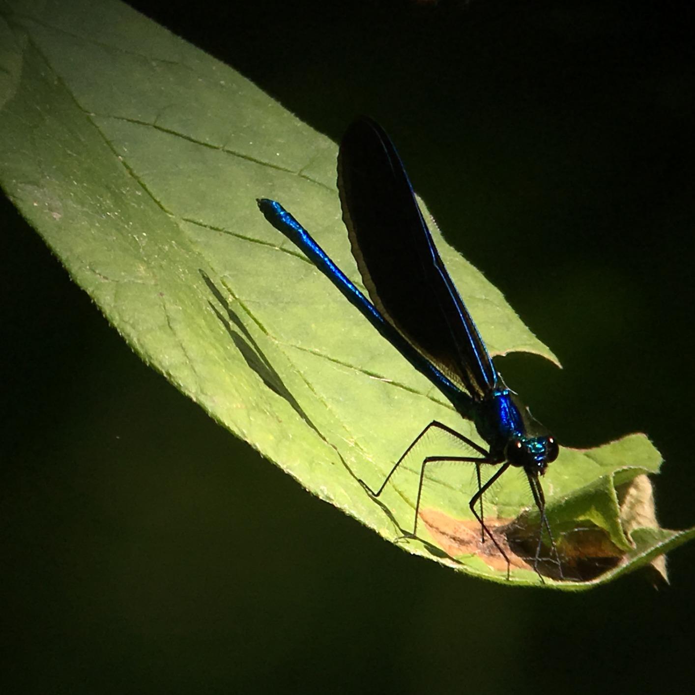 Vortex Optics Razor HD Spotting Scopes customer photo 1