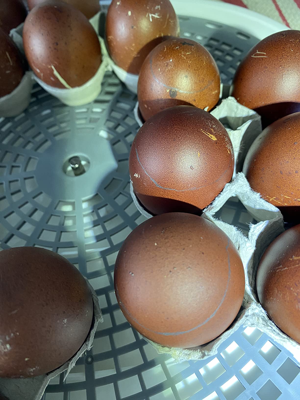 Magicfly Rechargeable Egg Candler Tester for Monitoring Eggs Development, Bright Cool LED Light Candling Lamp customer photo 2