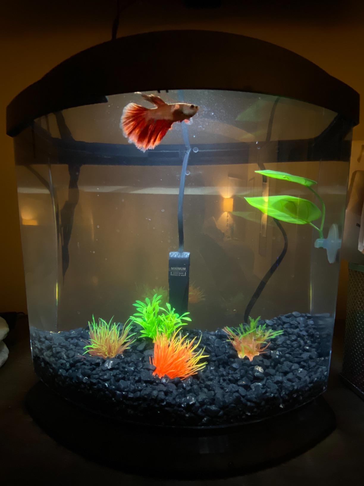 Aqueon Small Aquarium Fish Tank Submersible Mini Flat Heater Up to 5 Gallon Aquariums, 10 Watts customer photo 1