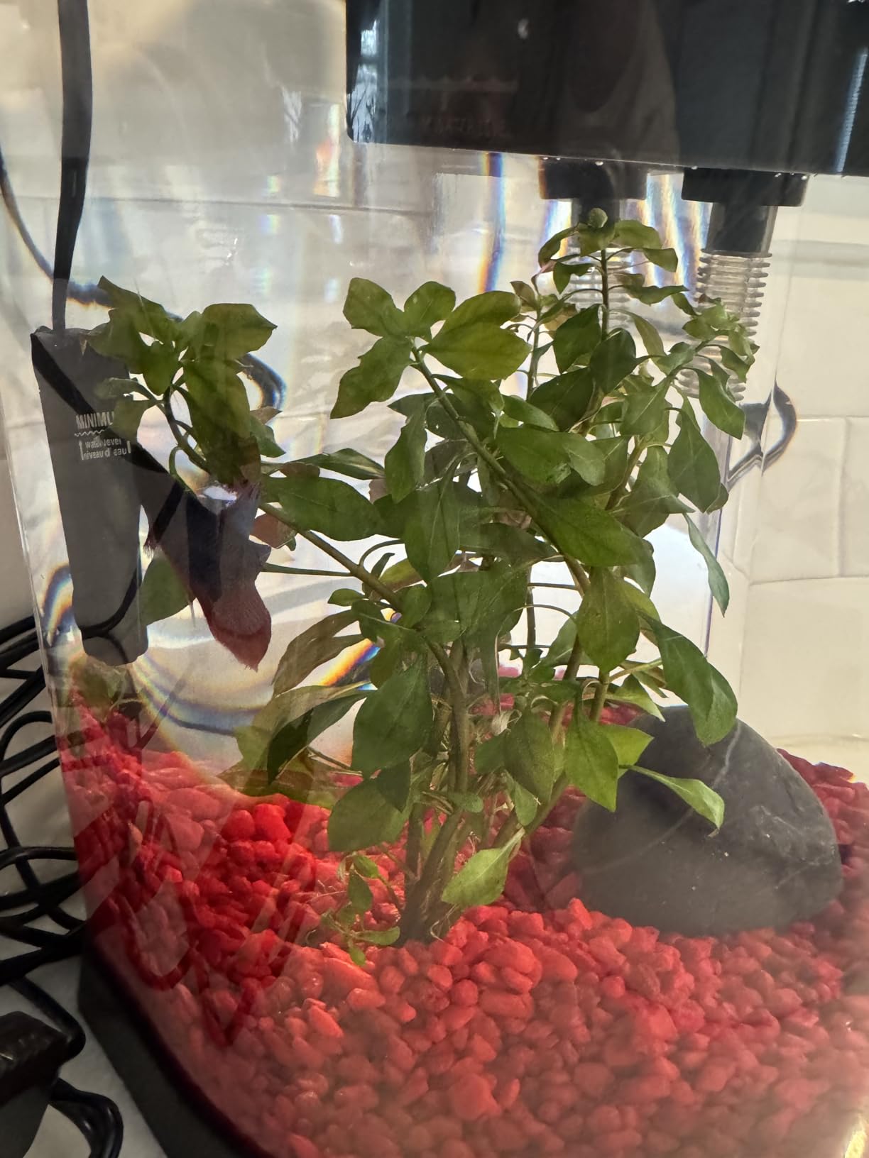 Aqueon Small Aquarium Fish Tank Submersible Mini Flat Heater Up to 5 Gallon Aquariums, 10 Watts customer photo 2