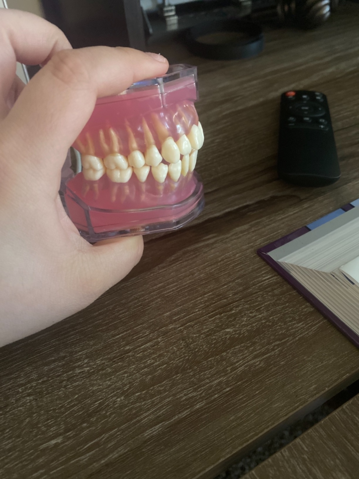 Dental Demonstration Teeth Model - Standard Study Teaching Dental Mode with All Removable Teeth #4004 Silica Gel Material Soft and Bendable Teeth Typodonts customer photo 2
