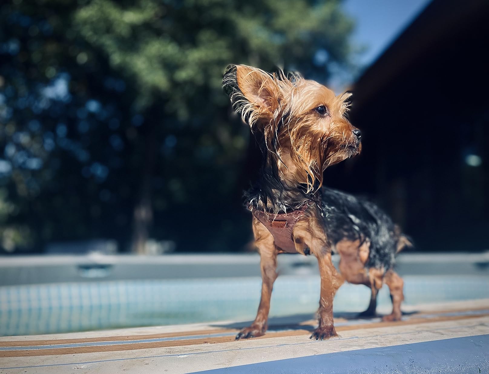 THURSO SURF Lancer 5'10'' Soft Top Foam Surfboard Fish Surf board for Kids & Adults Includes Twin Fins Double Swivel Leash EPS Core IXPE Deck HDPE Slick Bottom Non-Slip Deck Grip - Perfect for Surfing customer photo 2