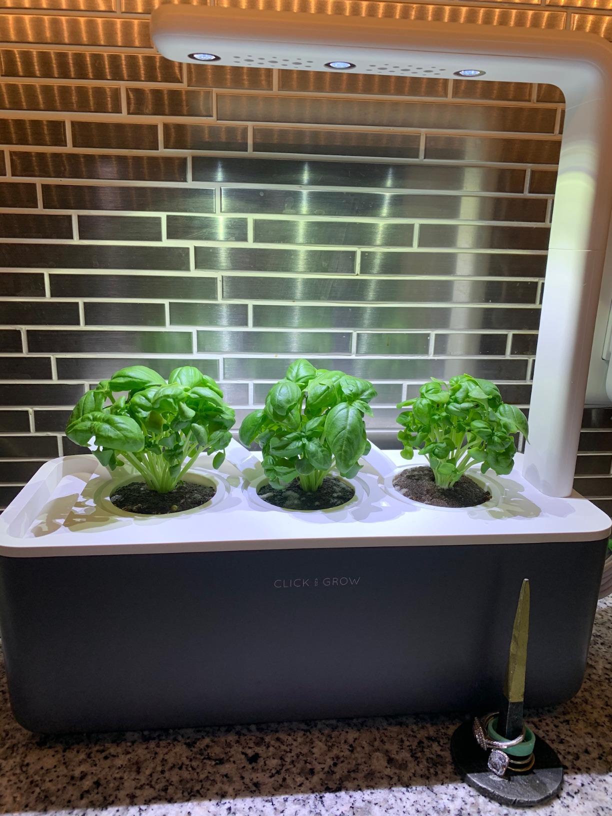 Click & Grow Indoor Herb Garden Kit with Grow Light | Smart Garden for Home Kitchen Windowsill | Easier Than Hydroponics Growing System | Vegetable Gardening Starter (3 Basil Pods Included), White customer photo 2