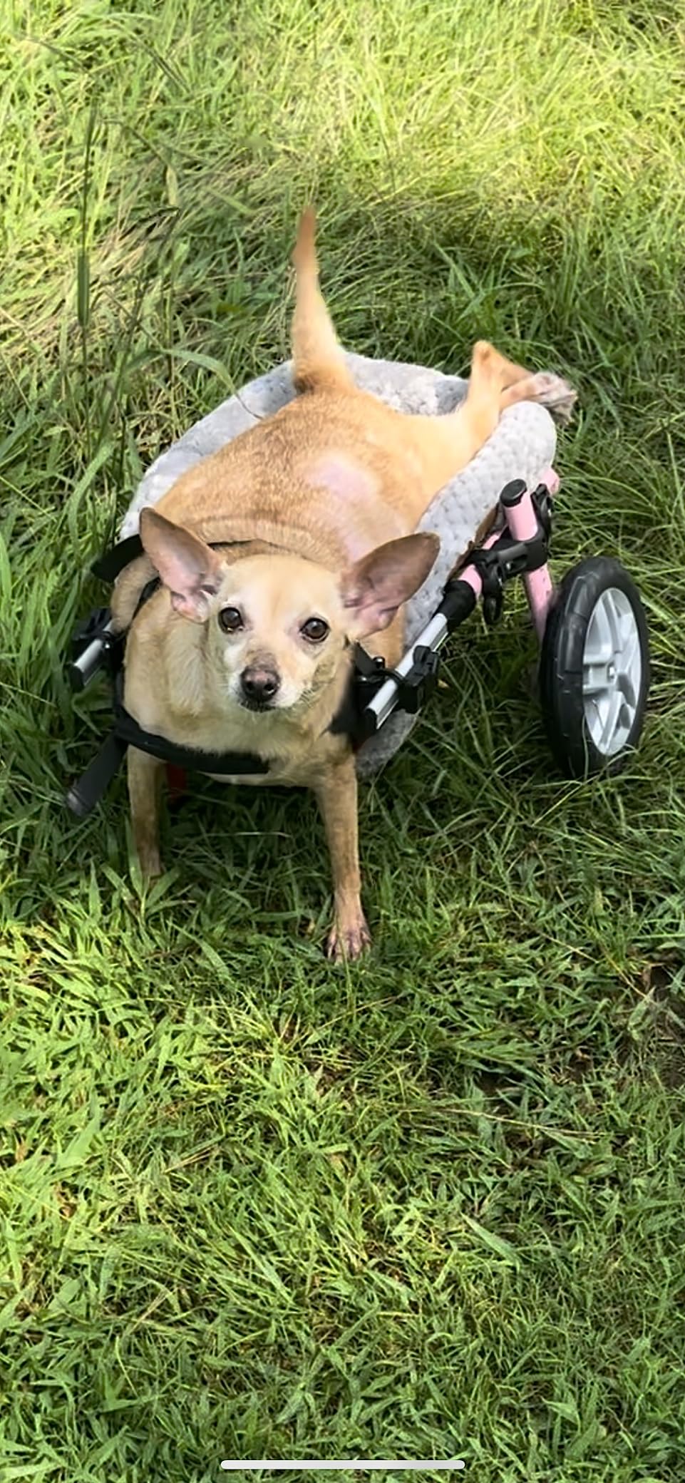 Walkin' Wheels Small Dog Wheelchair, Lightweight Dog Wheelchair for Back Legs, 15-25 lbs, for 6-8 inches Leg Height - Blue customer photo 1