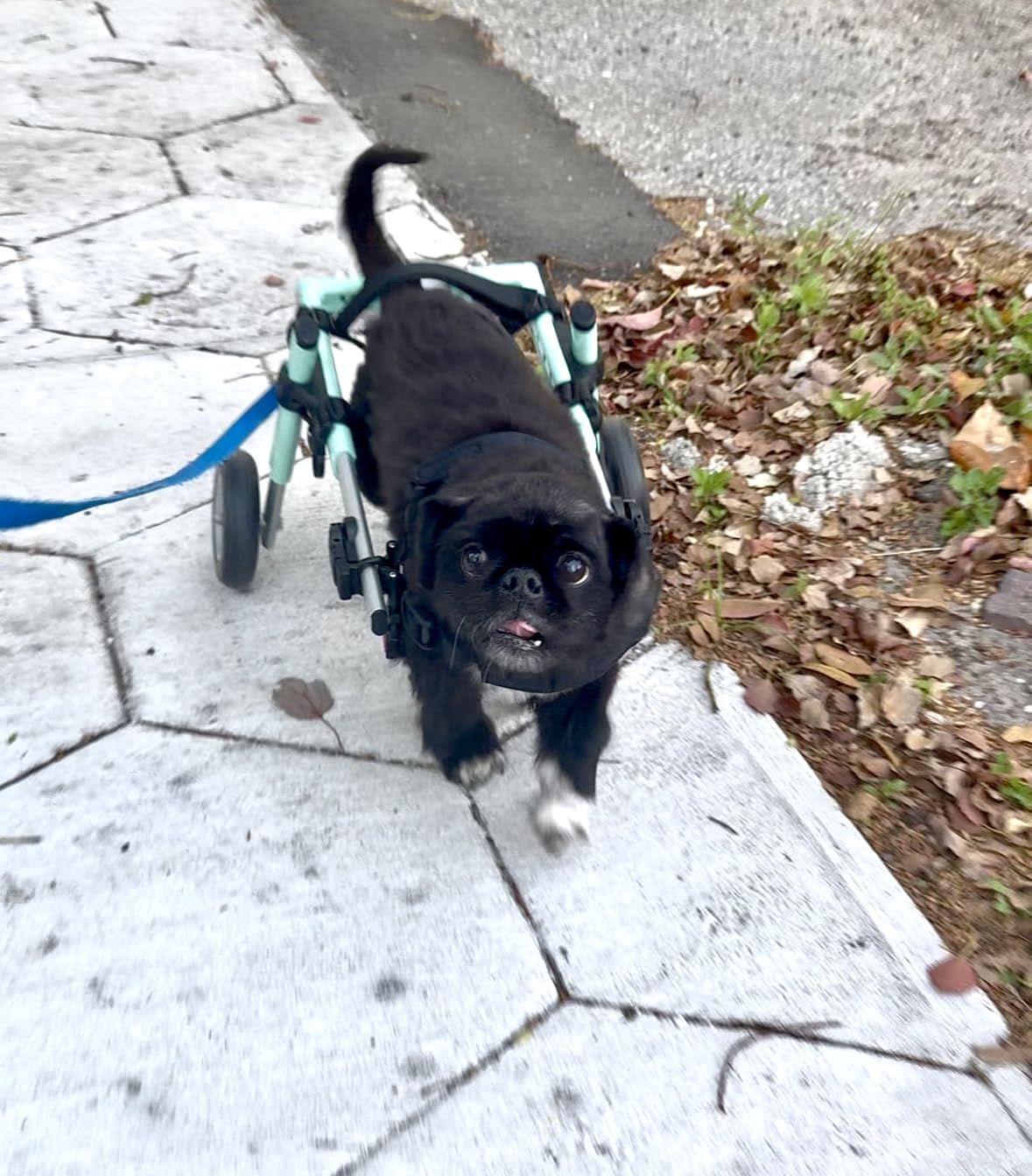 Walkin' Wheels Small Dog Wheelchair, Lightweight Dog Wheelchair for Back Legs, 15-25 lbs, for 6-8 inches Leg Height - Blue customer photo 2