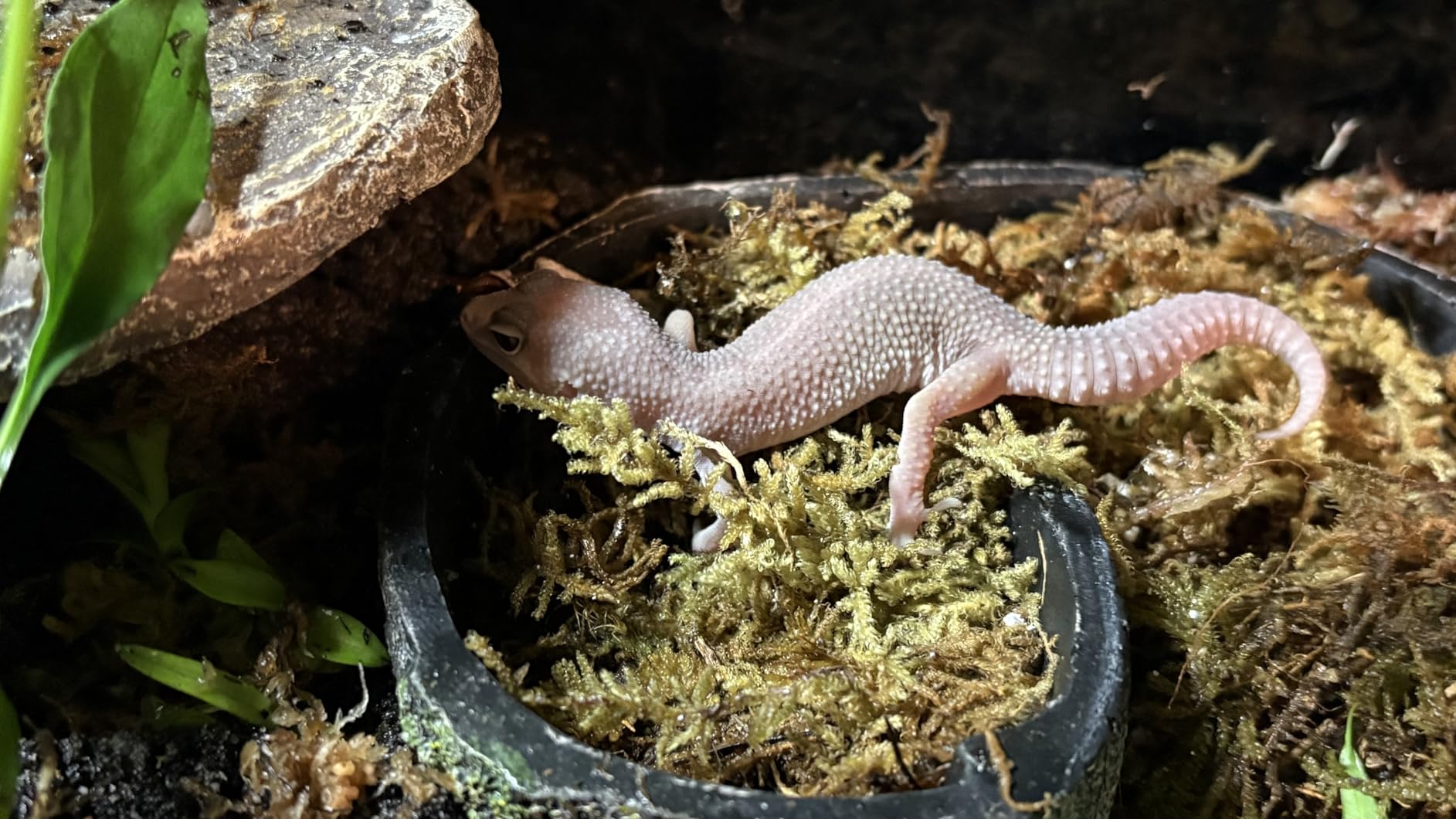 Zilla Pet Terrarium Rock Lair, Reptile Hide for Lizards, Geckos and More, Small customer photo 1