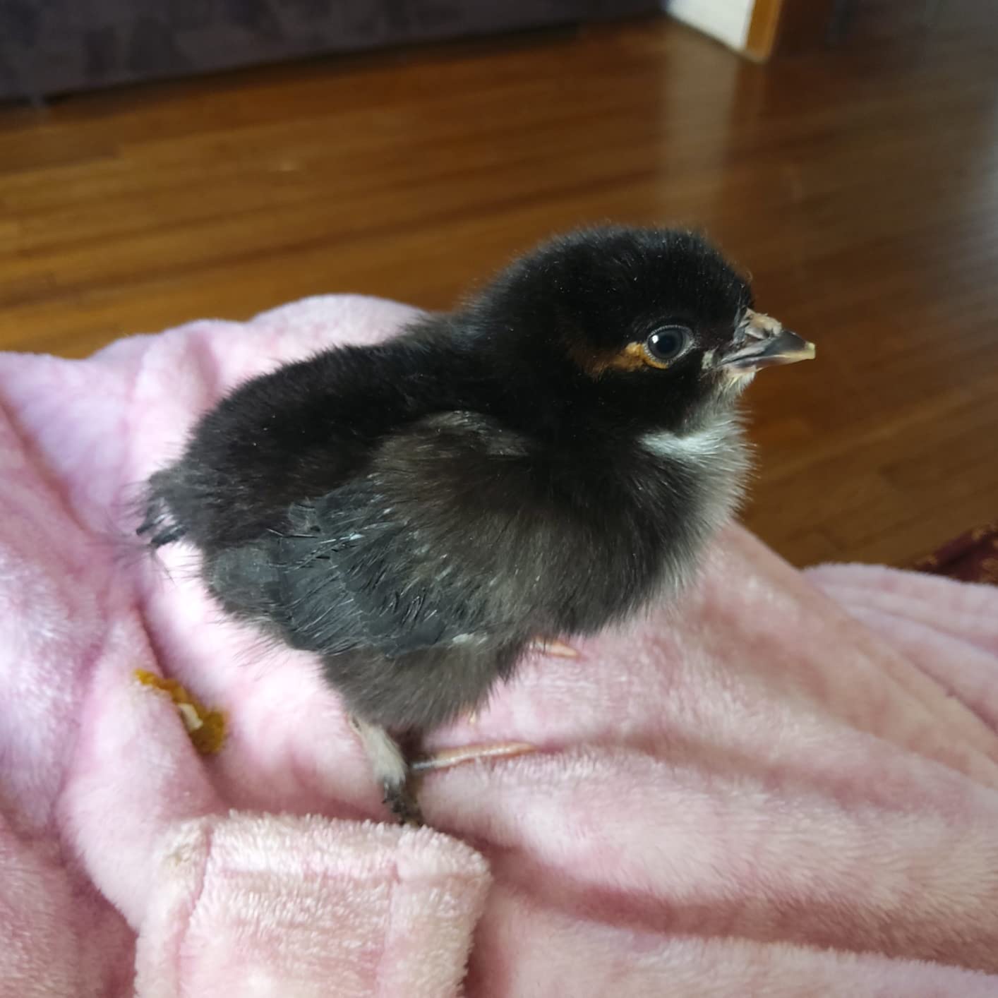 Titan Incubators High Intensity LED Chicken Egg Candler/Tester - Battery Powered customer photo 1