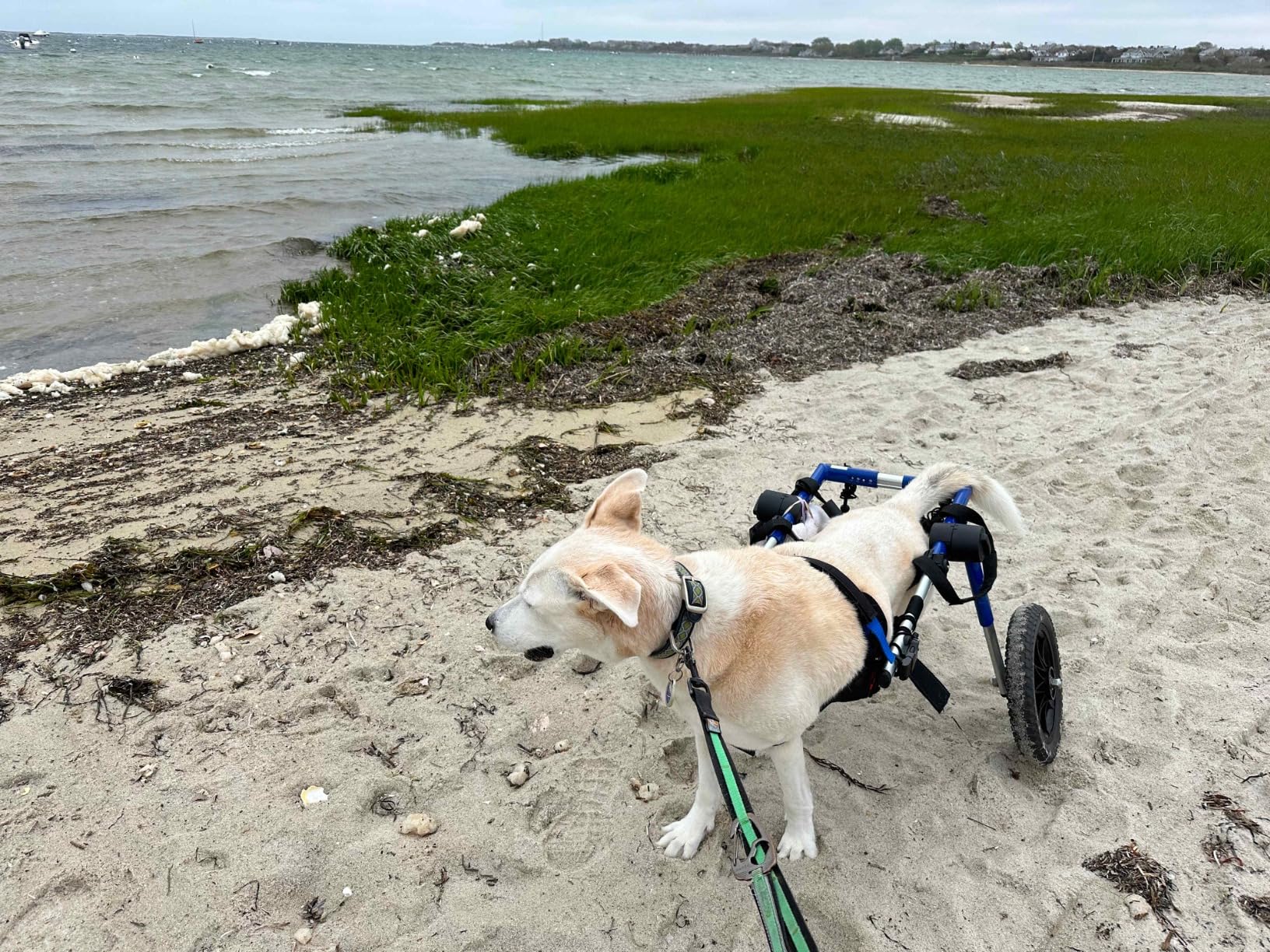 Walkin' Wheels Dog Wheelchair - for Med/Large Dogs 50-69 lbs - Veterinarian Approved - Dog Wheelchair for Back Legs customer photo 2