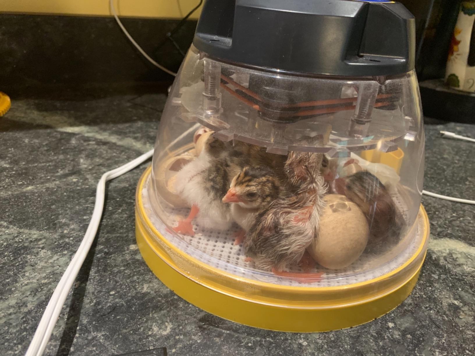 Brinsea Mini II Advance Egg Incubator with Automatic Egg Turning and Temperature Control for Hatching 7 Chicken, Duck, or Other Eggs, Ideal Incubator for Hobbyists, Teachers, and Learners customer photo 1