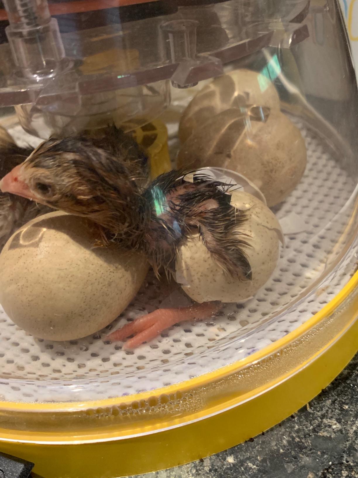 Brinsea Mini II Advance Egg Incubator with Automatic Egg Turning and Temperature Control for Hatching 7 Chicken, Duck, or Other Eggs, Ideal Incubator for Hobbyists, Teachers, and Learners customer photo 2