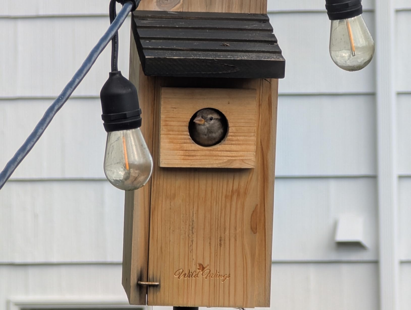 Wild Wings WWCH3 Cedar Blue Bird Box House customer photo 1