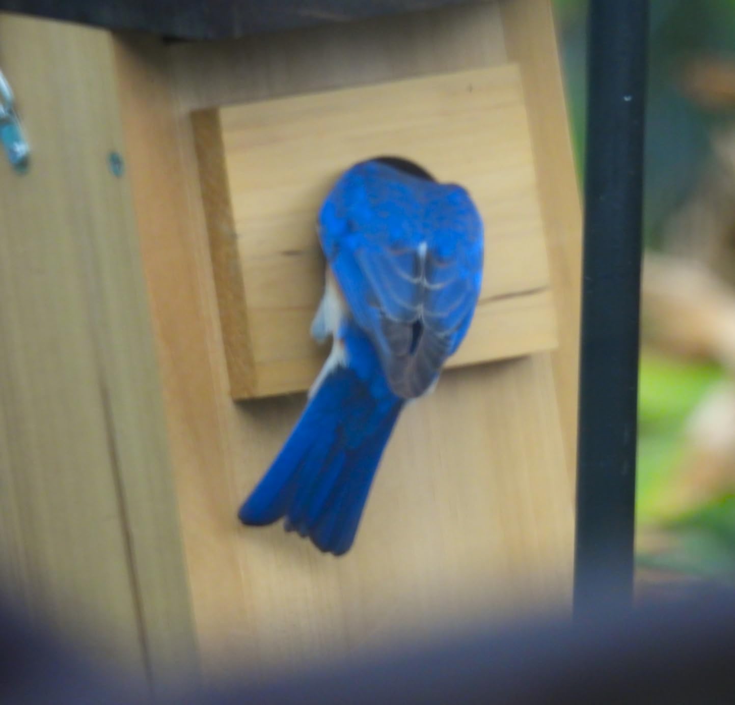 Wild Wings WWCH3 Cedar Blue Bird Box House customer photo 2