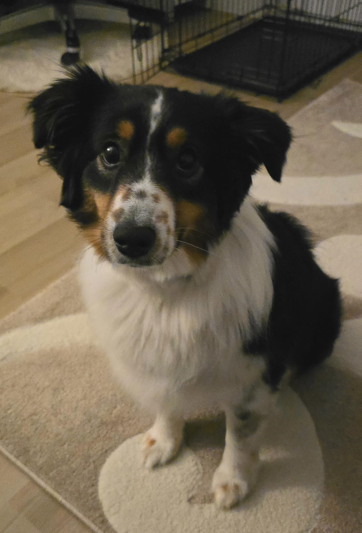 SHELANDY Groomer Partner Pet Hair Force Dryer Dog Grooming Blower with Heater (Blue) customer photo 1