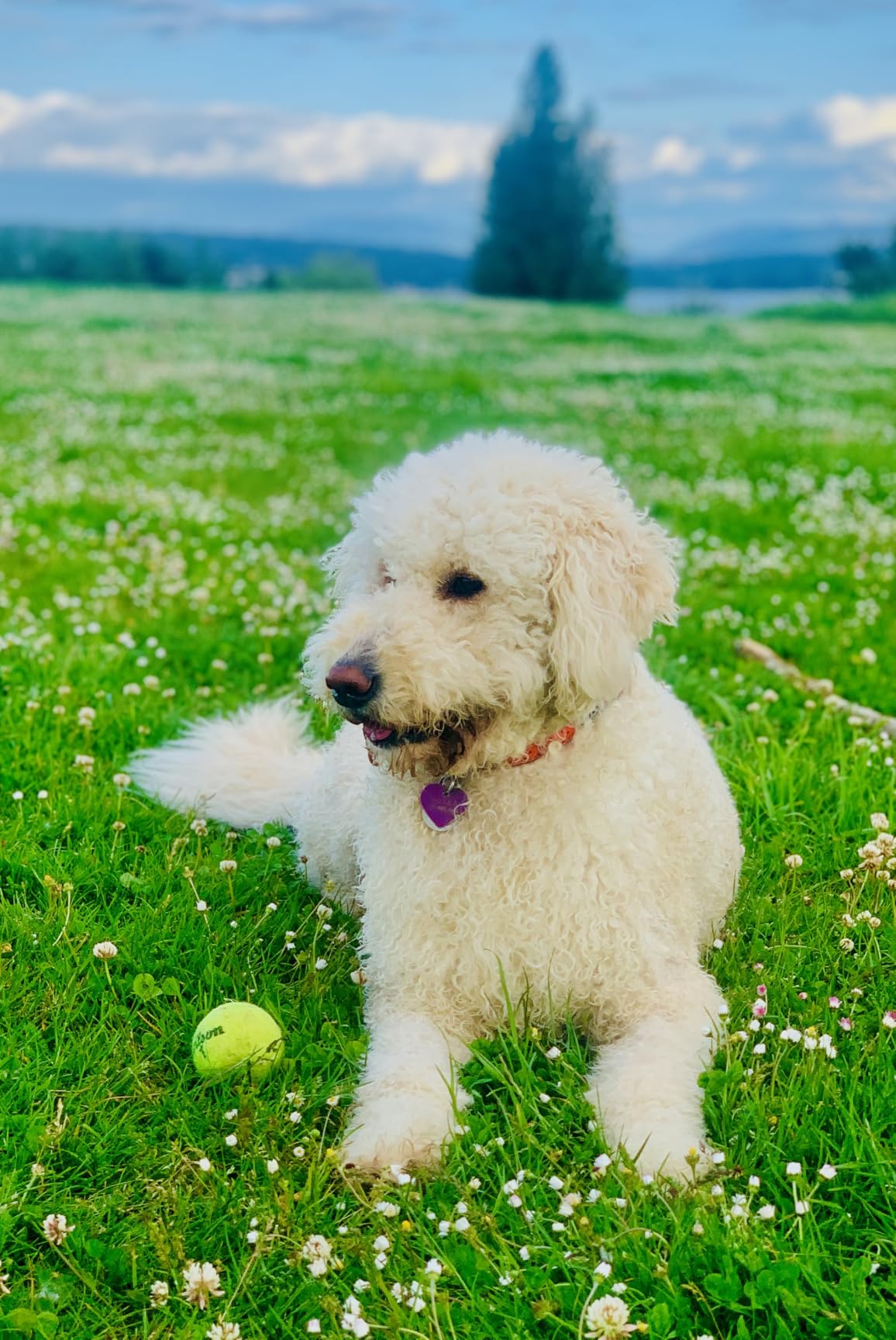 SHELANDY Groomer Partner Pet Hair Force Dryer Dog Grooming Blower with Heater (Blue) customer photo 2
