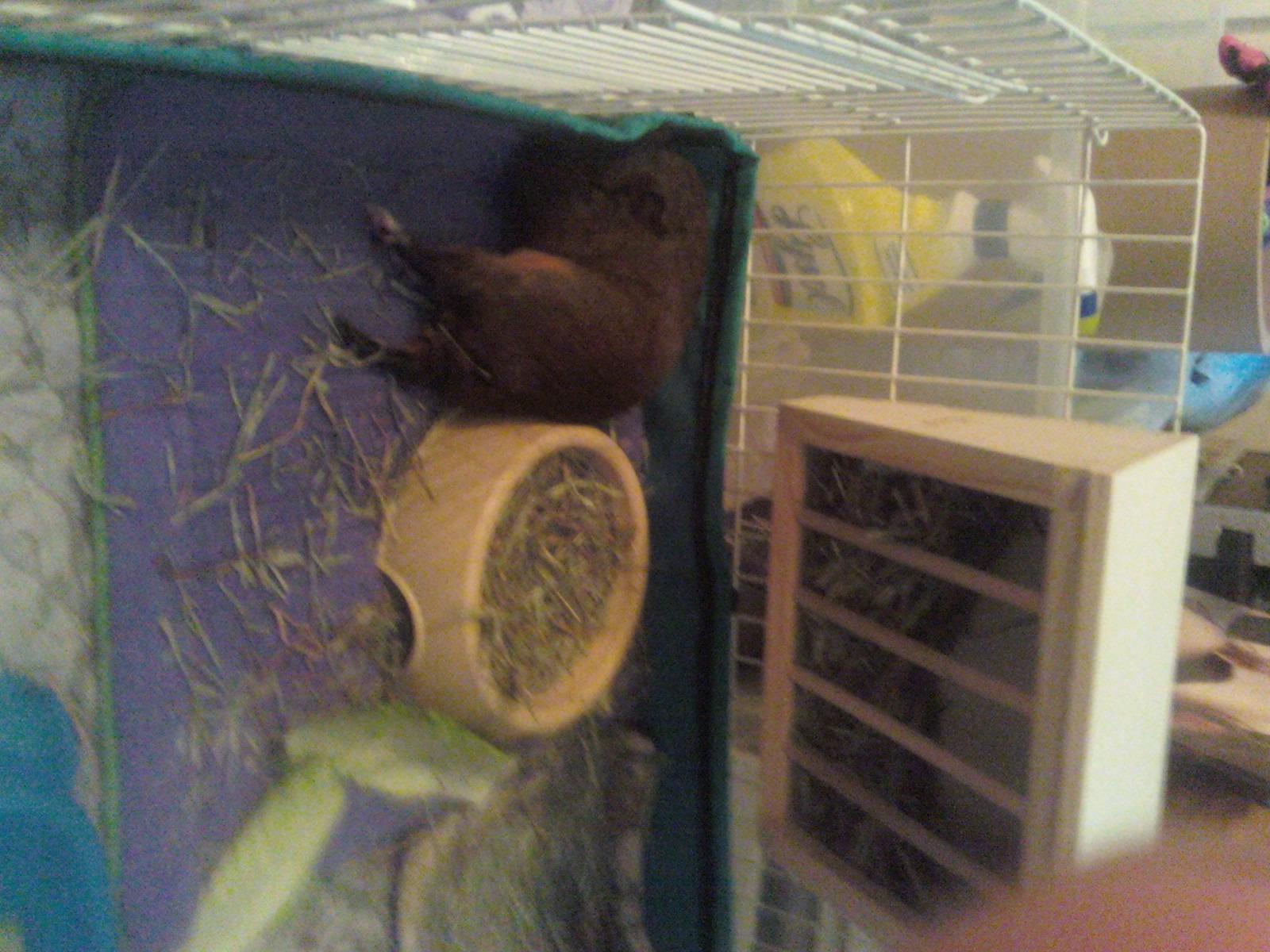 Niteangel Pet Wooden Hay Manger with Seat, Large Size, 9-7/8'' x 6-3/4'' x 8'' (Plywood) customer photo 1