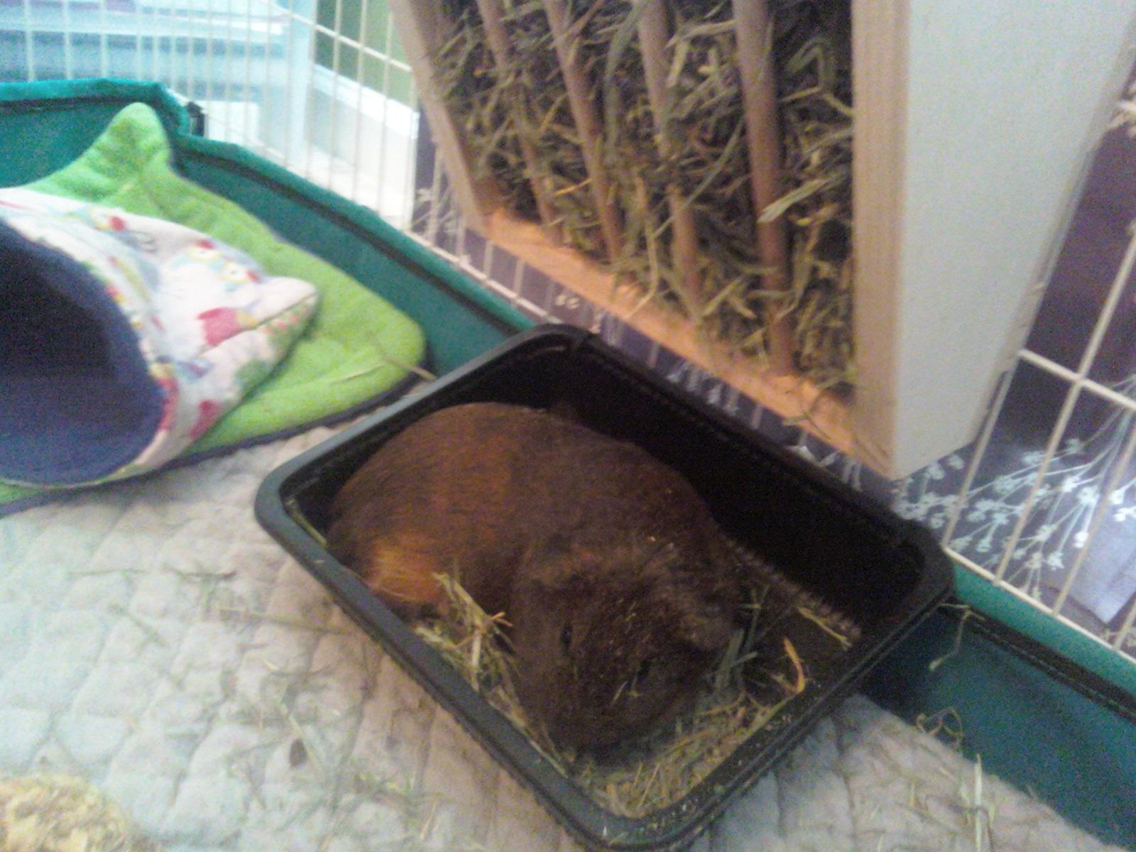 Niteangel Pet Wooden Hay Manger with Seat, Large Size, 9-7/8'' x 6-3/4'' x 8'' (Plywood) customer photo 2