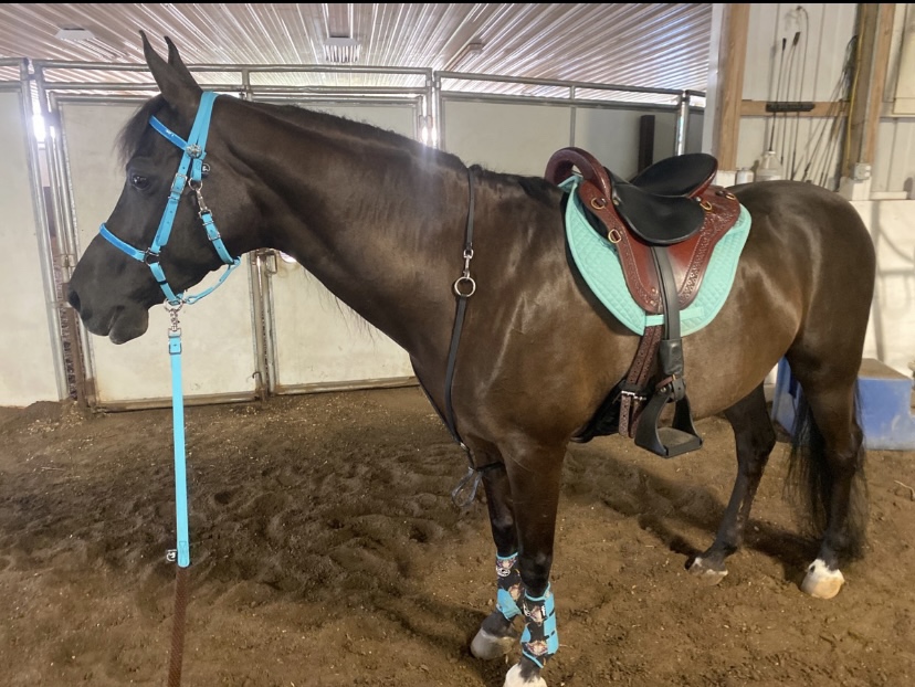 ECP Equine Comfort Products All-Purpose Contoured Correction Saddle Pad with Adjustable Memory Foam Inserts for Custom Support, Non-Slip, Shock Absorbing, 22