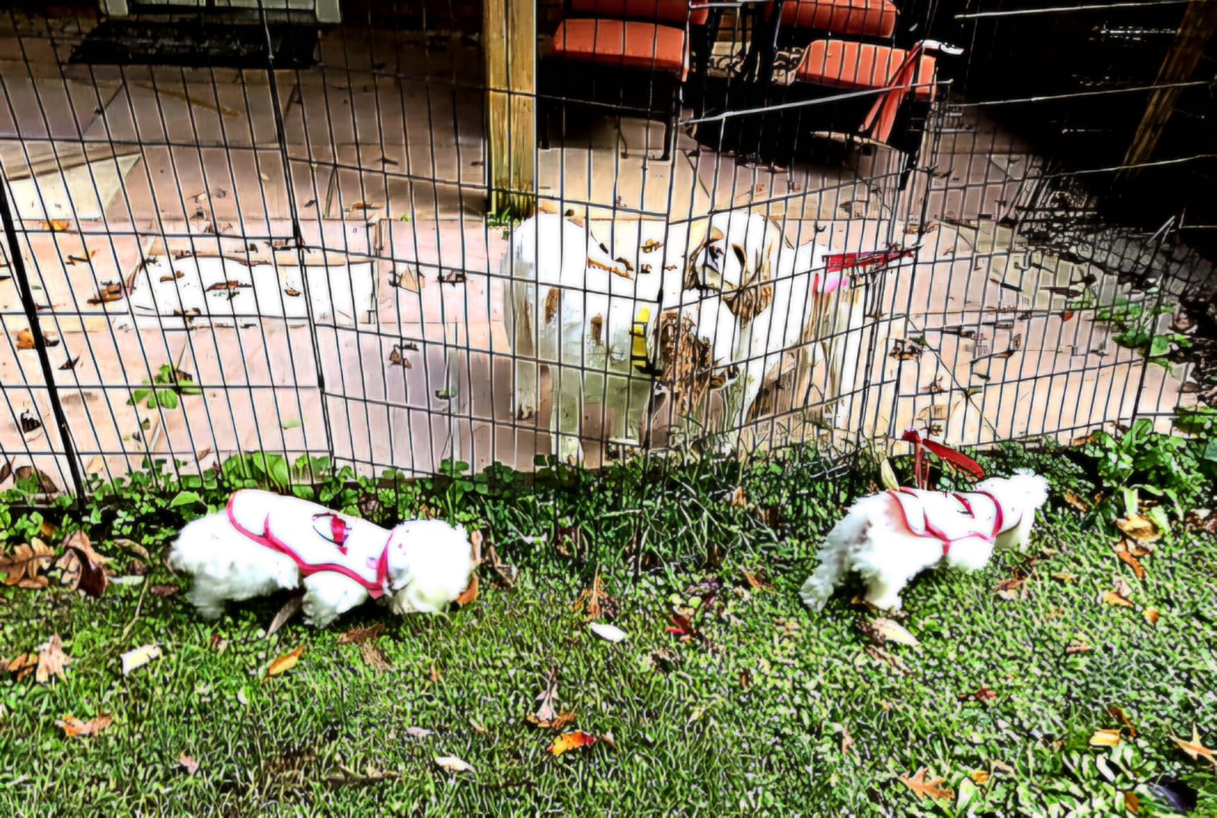 Puncture Resistant Pet Vest for Small Dogs - Talon-Proof Protection Against Attacks by Coyotes, Hawks, Birds of Prey, Made in The USA, Four Sizes- X-Small, 2-3 lbs, Chest 7.5 to 10.5