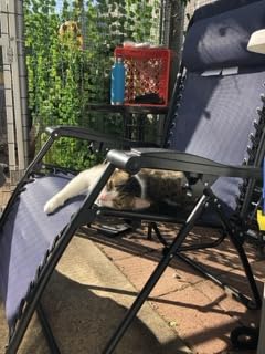 Amazon Basics Outdoor Patio Zero Gravity Portable Folding Reclining Lounge Chair with Padded Headrest Pillow, Weather Resistant Textilene, 26