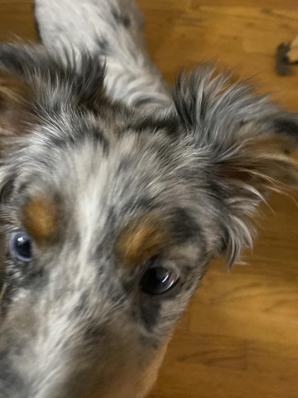 Outward Hound by Nina Ottosson Dog Brick - Interactive Treat Puzzle Enrichment Toy, Level 2 Intermediate customer photo 2