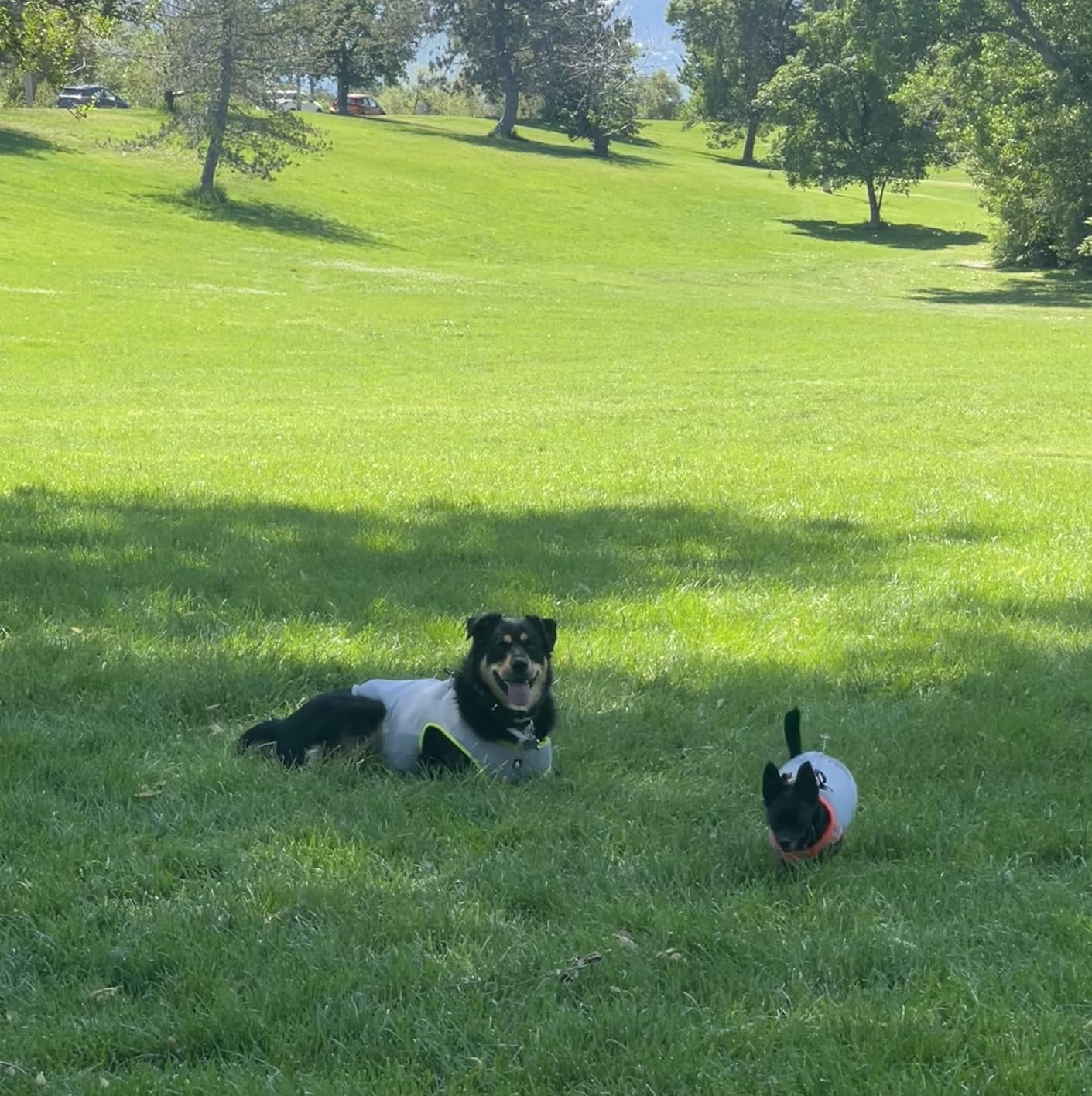 SGODA Dog Cooling Vest Harness Cooler Jacket Grey Green Large customer photo 2