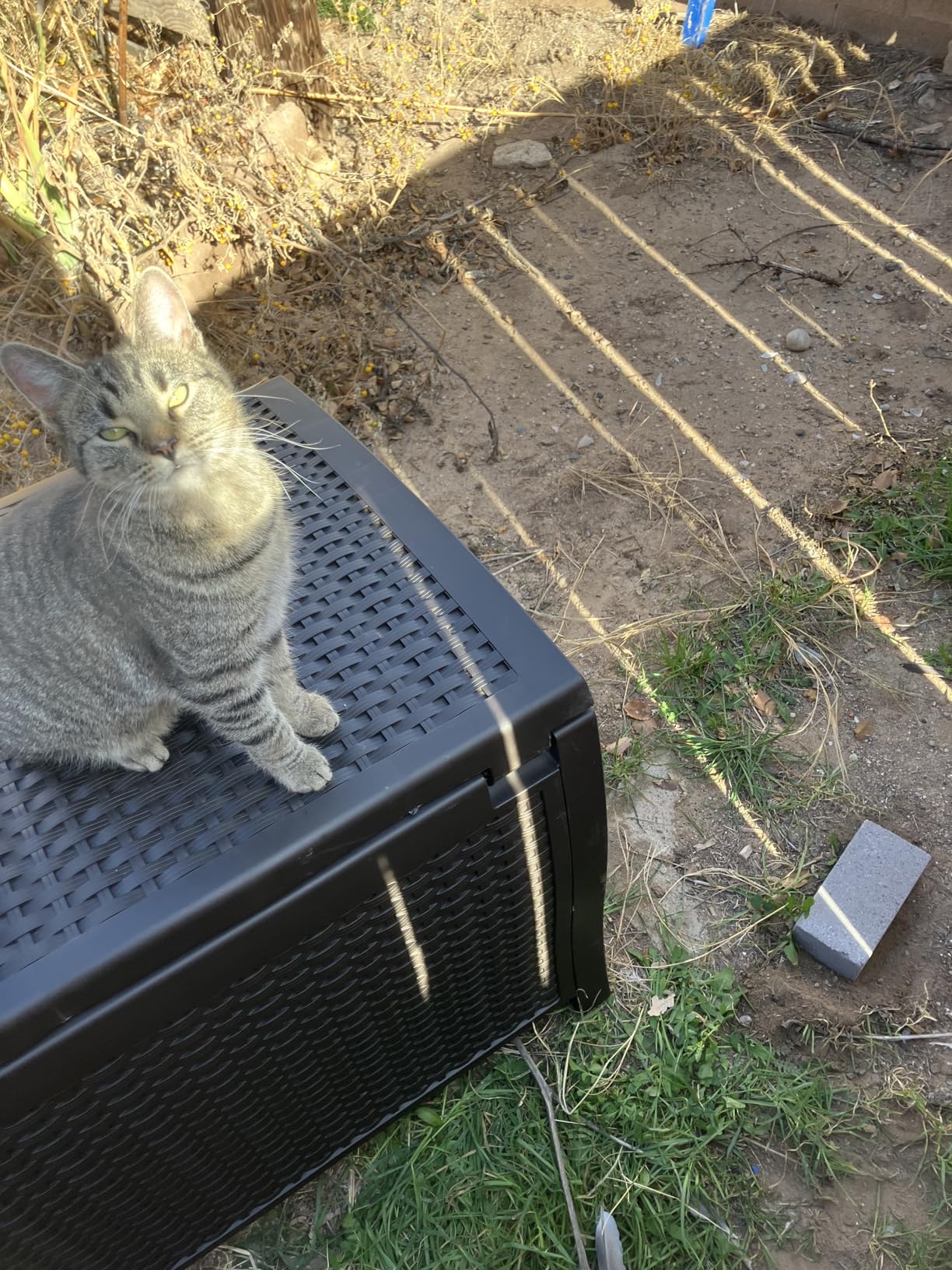 Suncast 99 Gallon Wicker Horizontal Outdoor Deck Box with Hinged Lid, Water-Resistant Storage Solution for Patio, Deck, Yard, and Garage, White, Made in the USA customer photo 1