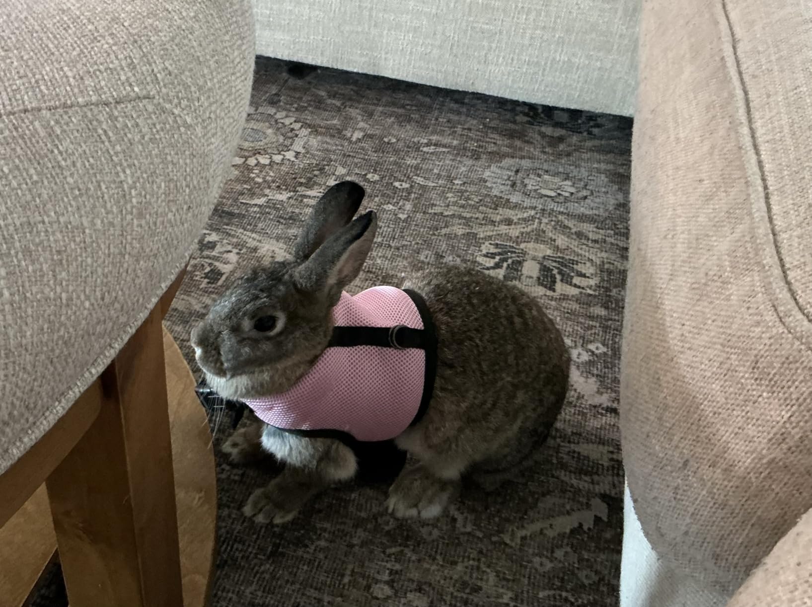 Niteangel Adjustable Soft Harness with Elastic Leash for Rabbits customer photo 1
