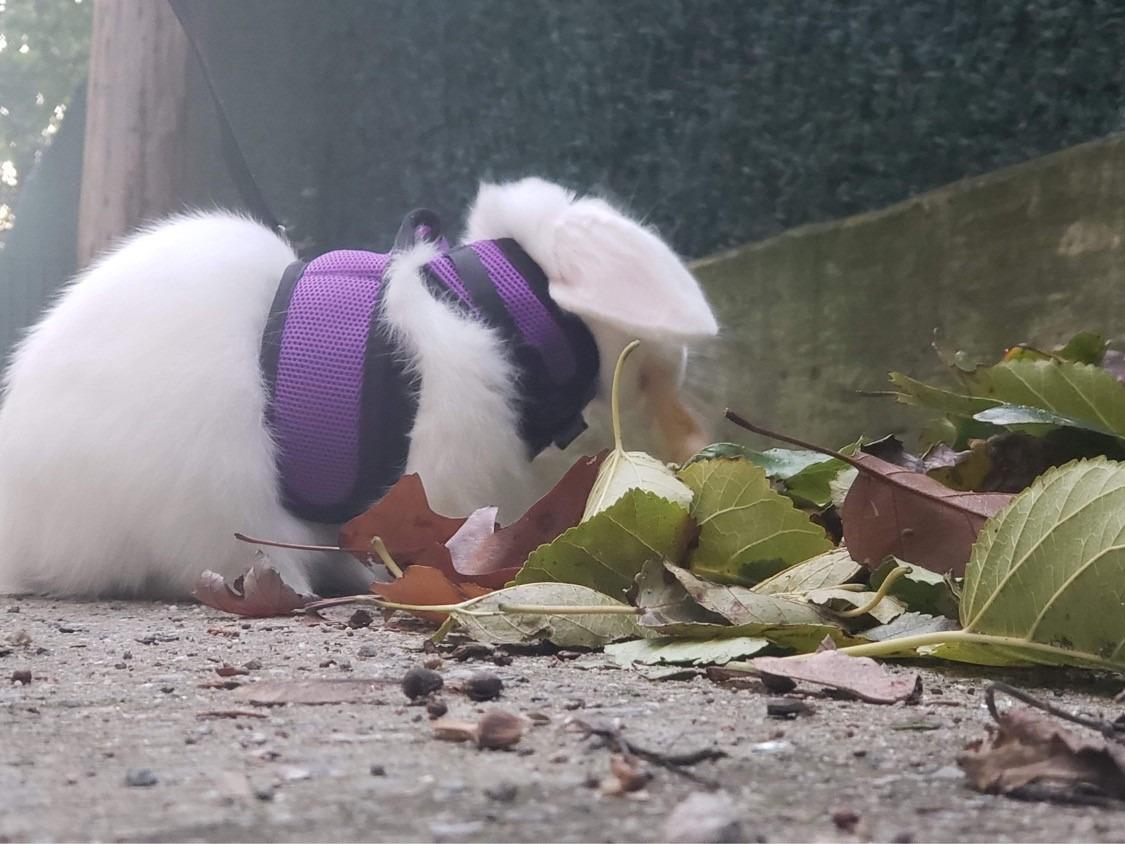 Niteangel Adjustable Soft Harness with Elastic Leash for Rabbits customer photo 2