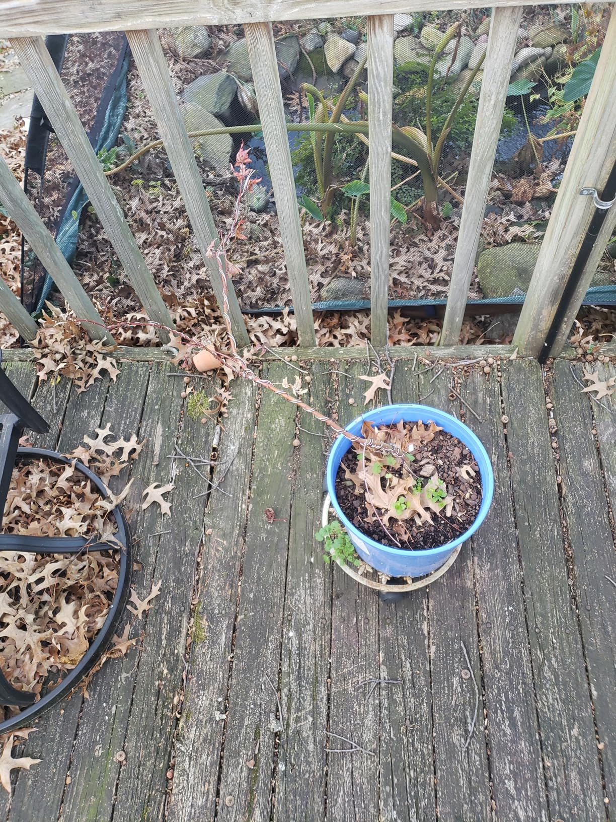 Bonsai Training Wire Set of 4, Total 128 Feet (32 Feet Each Size) 3 Size - 1.0MM, 1.5MM, 2.0MM, Corrosion and Rust Resistant customer photo 2