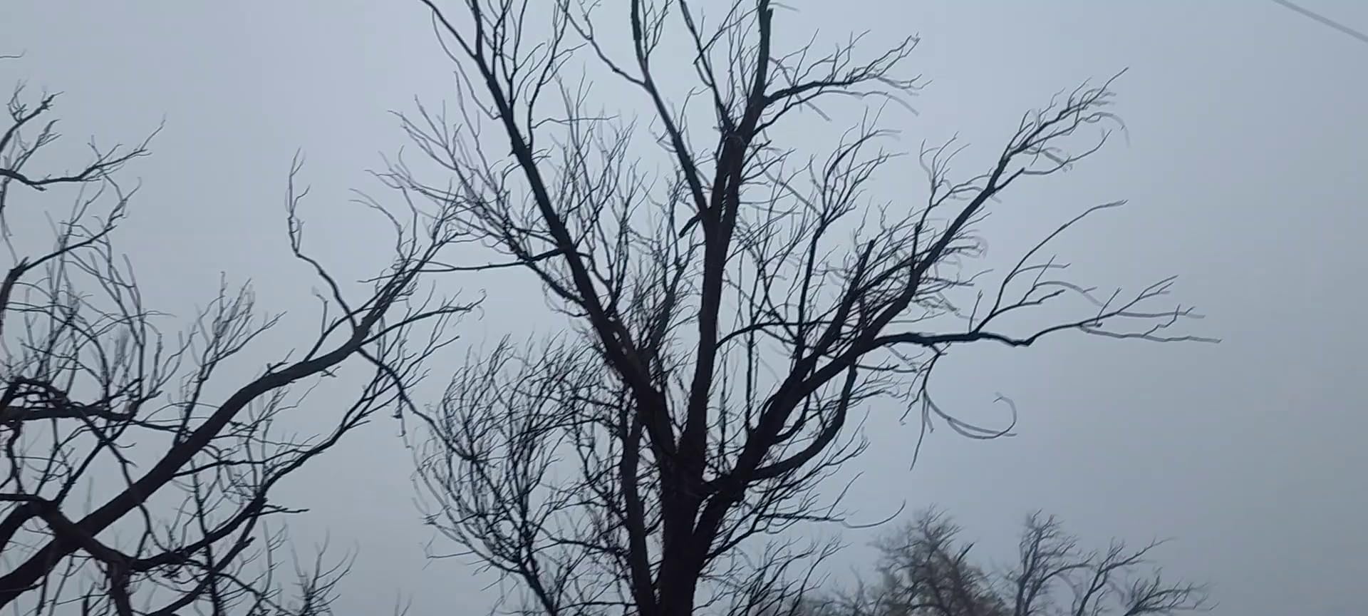 FORESTER Arborist Throw Line Kit | Throw Weight & 166ft Rope | Ultra Slick 100% Polyester Rope | Arborist Equipment for Tree Climbing customer photo 1