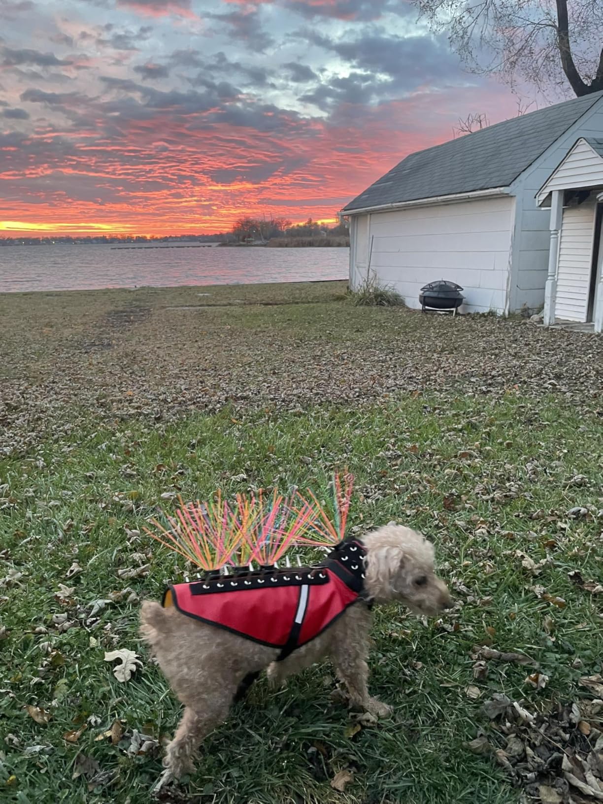 CoyoteVest Dog Harness Protection Vest, Reflective Dog Accessories with Spikes to Shield Your Pet from Raptor and Animal Attacks, Proudly Made in America (Small, Pink) customer photo 1