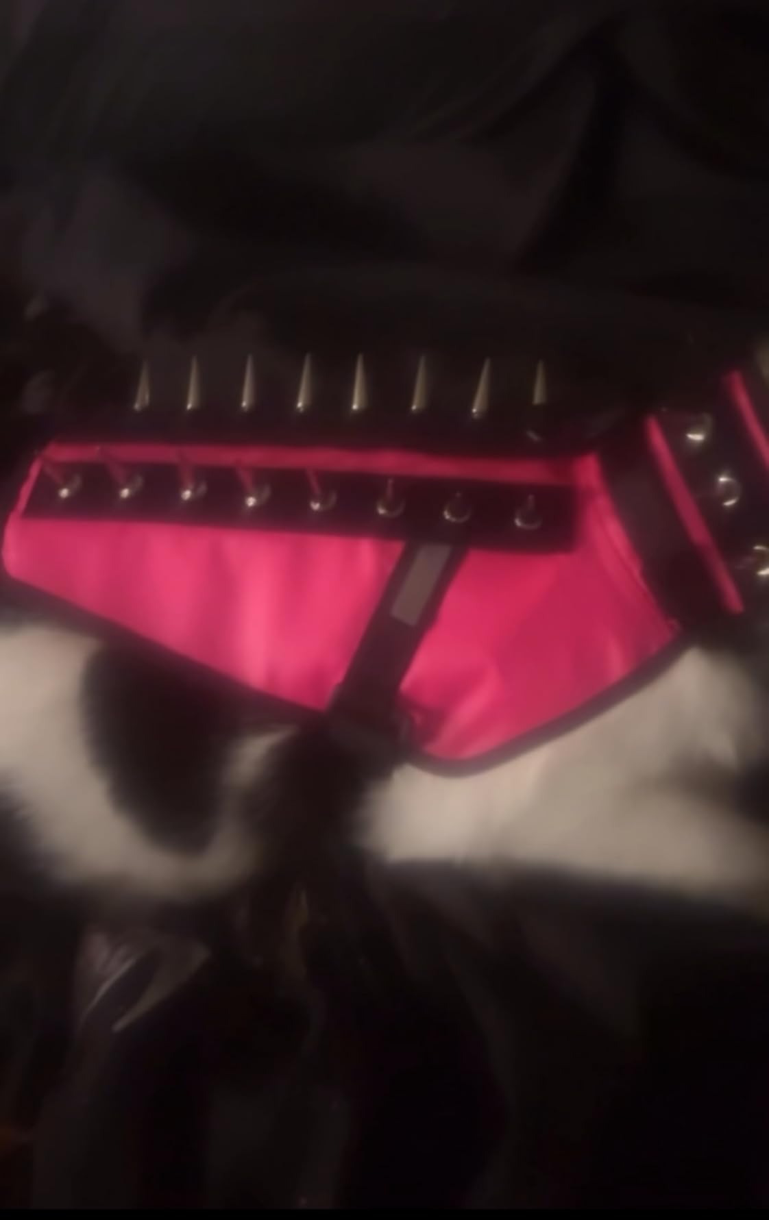 CoyoteVest Dog Harness Protection Vest, Reflective Dog Accessories with Spikes to Shield Your Pet from Raptor and Animal Attacks, Proudly Made in America (Small, Pink) customer photo 2