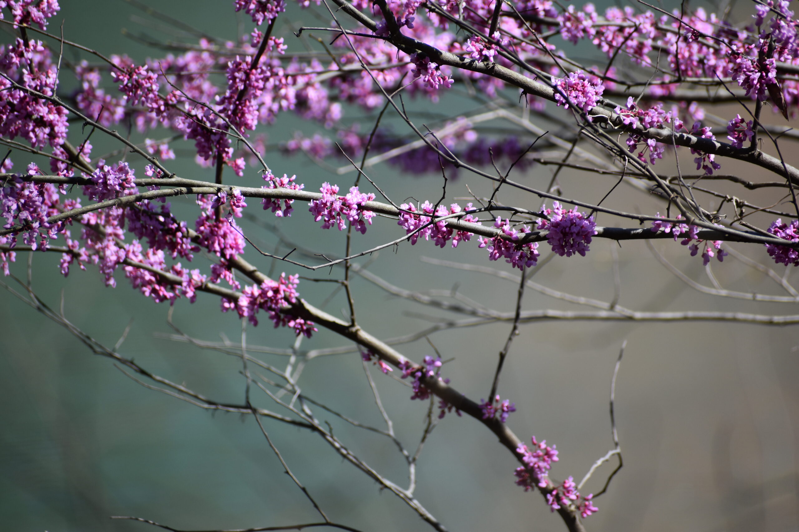 Nikon D5600 Digital SLR Camera & 18-55mm VR DX AF-P Lens (Renewed) customer photo 2