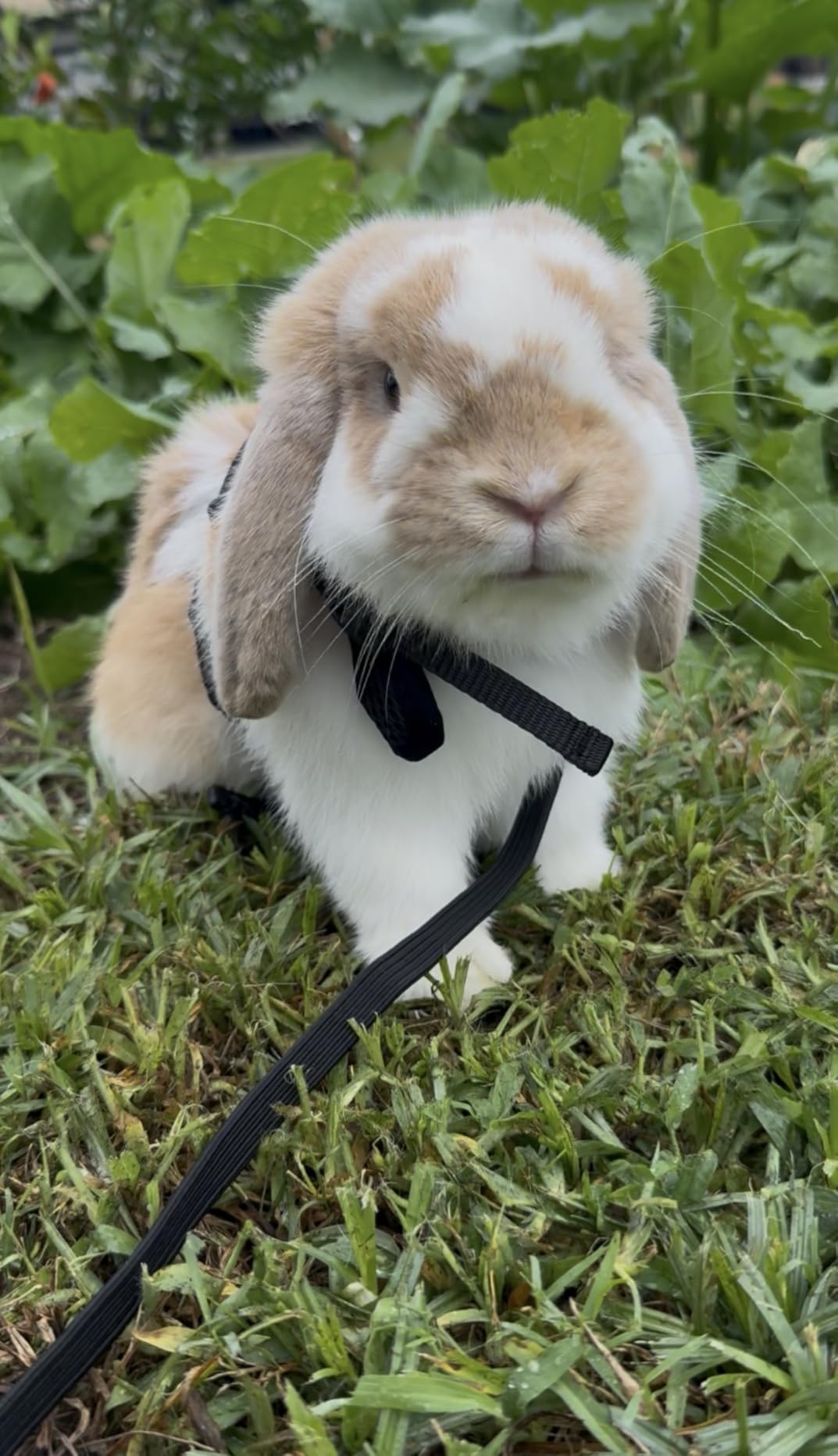 PETTOM Bunny Rabbit Harness with Stretchy Leash Cute Adjustable Buckle Breathable Mesh Vest customer photo 1