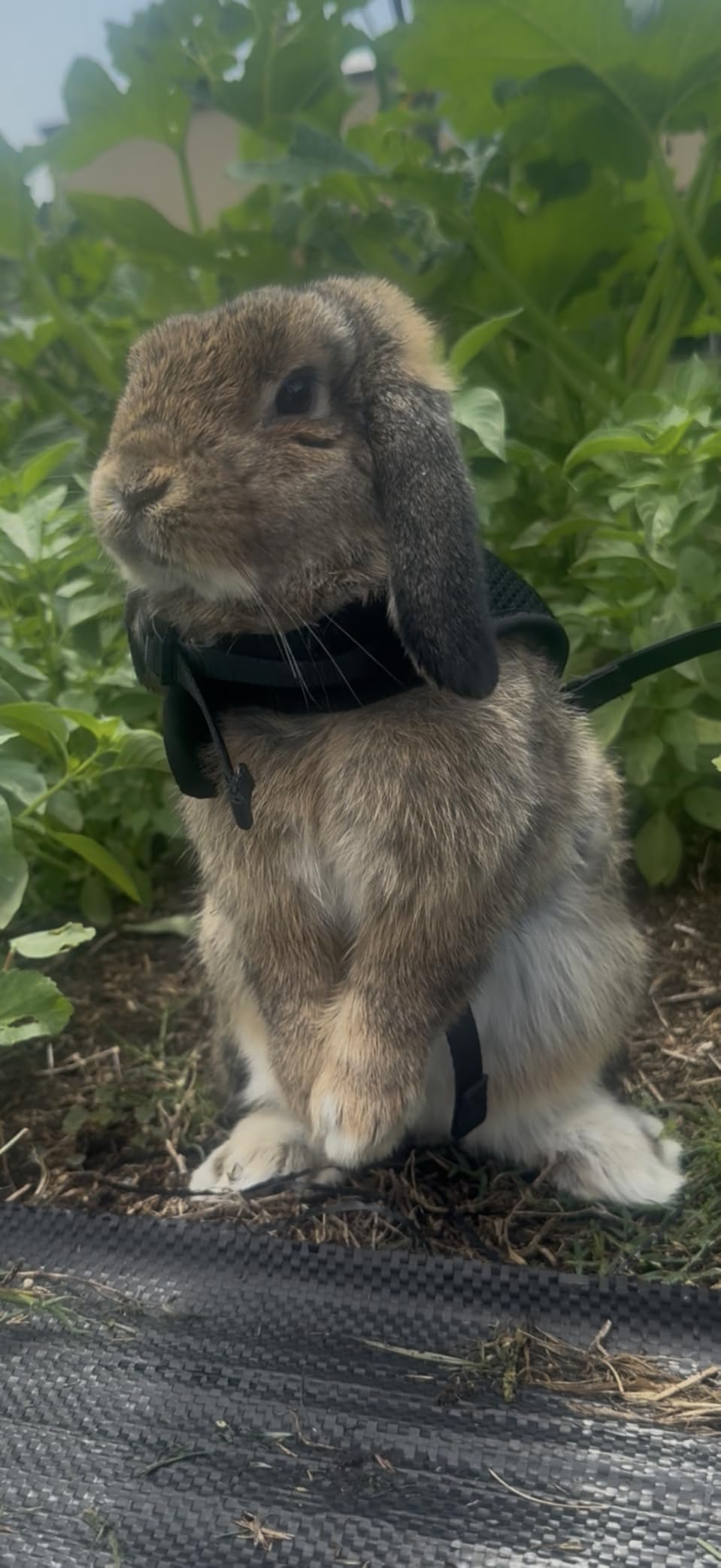 PETTOM Bunny Rabbit Harness with Stretchy Leash Cute Adjustable Buckle Breathable Mesh Vest customer photo 2