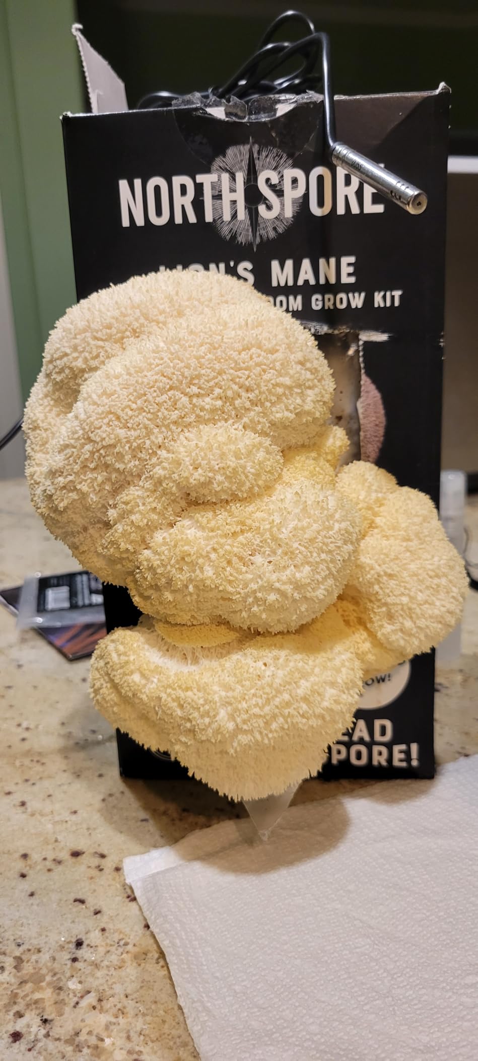 North Spore Organic Lion's Mane Mushroom Spray & Grow Kit (4 lbs) | USDA-Certified Organic, Non-GMO, Beginner-Friendly & Easy to Use | Handmade in Maine, USA customer photo 1