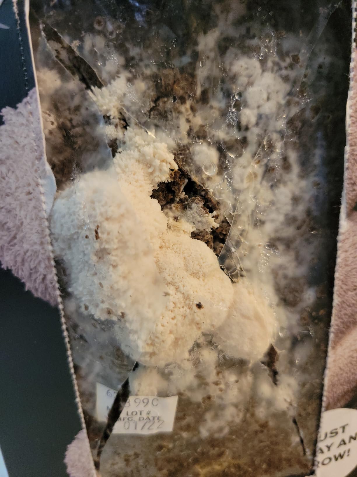 North Spore Organic Lion's Mane Mushroom Spray & Grow Kit (4 lbs) | USDA-Certified Organic, Non-GMO, Beginner-Friendly & Easy to Use | Handmade in Maine, USA customer photo 2