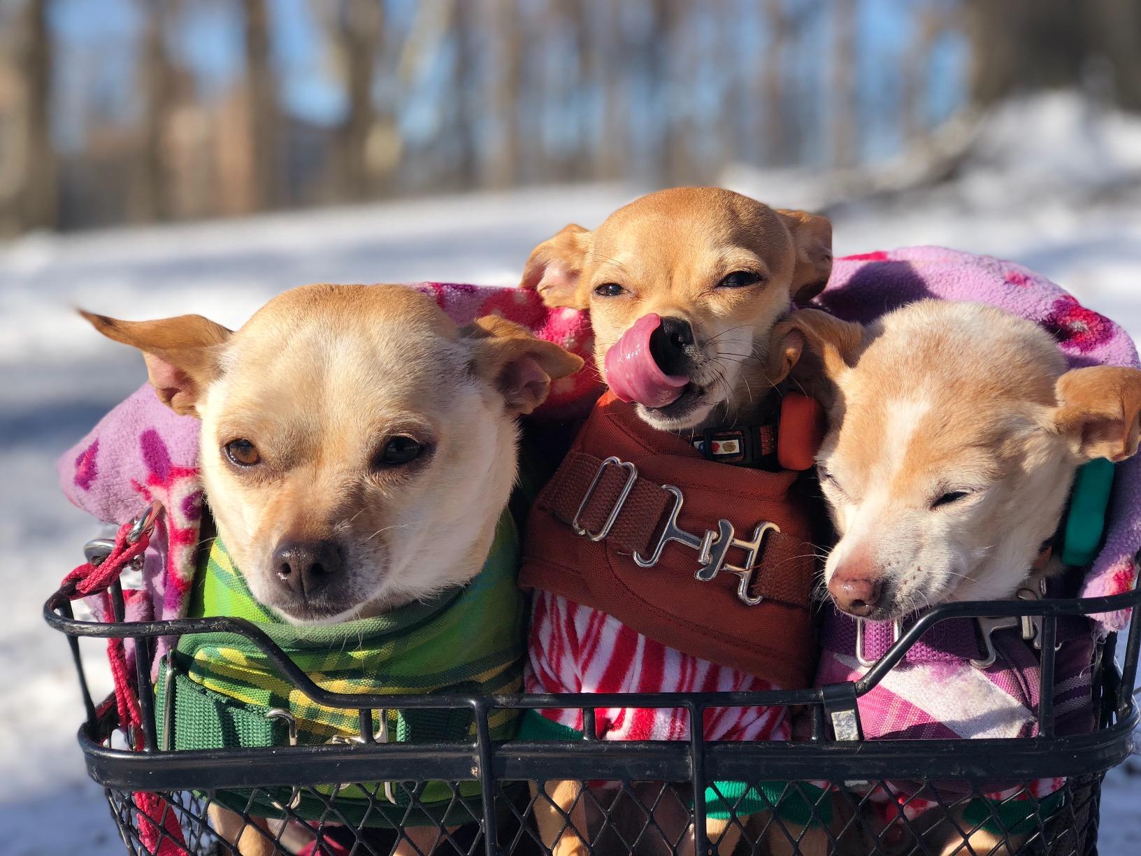 FitBark 2 Dog Activity Monitor | Health & Fitness Tracker for Dogs | Waterproof, Small & Leightweight (10 g) | Not a GPS Tracker customer photo 1